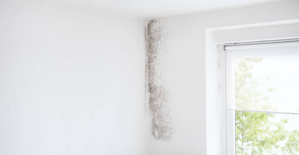 Best Mold Prevention Services  in Bloomingdale, NJ